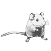 Weisse Maus
