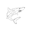 Shark / shark