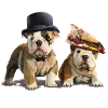 Bouledogues Anglais
