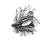Chasse de bécasse
