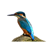 kingfisher bird