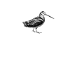 Meilleur Chasseur de bécasse