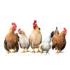 chicken rooster