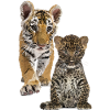 Leopard and tiger