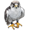 Bird of prey bird claws