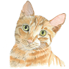 red cat