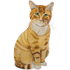red cat sitting