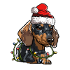 Teckel Noël cadeau chiens