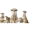 Erdhörnchen