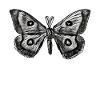 Elegance and Nature Butterfly Sketch
