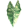 Feuille d'Alocasia Frydek