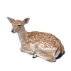 Fawn Roe Doe Deer Reindeer