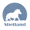 Shetland pony blue