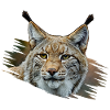 Luchs