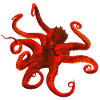 octopus