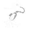 Neuron
