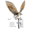 Barn Owl - Tytonidae