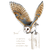 Schleiereule - Tytonidae 2