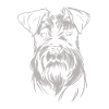 Schnauzer - Dog