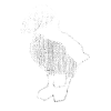 Puffin puffin cute bird