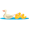 Duck Chicks - Duck Family
