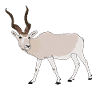 Endangered species addax desert antelope