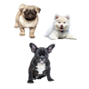 Chiot
