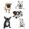 chiots mignons