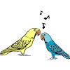 Budgie Wellensittich