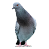 Dove. dove