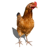 poule