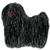 Puli - black rasta dog
