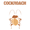 cockroach