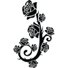 Black rose, black rose
