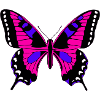 pretty butterfly