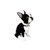 Boston Terrier