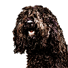 Barbet