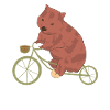 Radfahrer Wombat