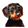 Dachshund