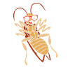 cockroach