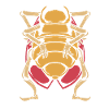 cockroach