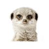 meerkat
