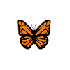 orange butterfly