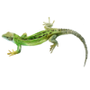 Gecko Green Pattern