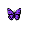 papillon violet