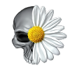 daisy skull