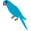 Budgie Perroquet