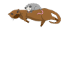 Opossum and Ferret
