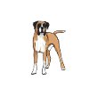 Chien boxer
