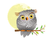 Cute owl